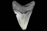Bargain, Megalodon Tooth - North Carolina #83946-2